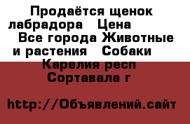 Продаётся щенок лабрадора › Цена ­ 30 000 - Все города Животные и растения » Собаки   . Карелия респ.,Сортавала г.